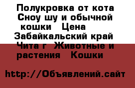 Полукровка от кота Сноу-шу и обычной кошки › Цена ­ 50 - Забайкальский край, Чита г. Животные и растения » Кошки   